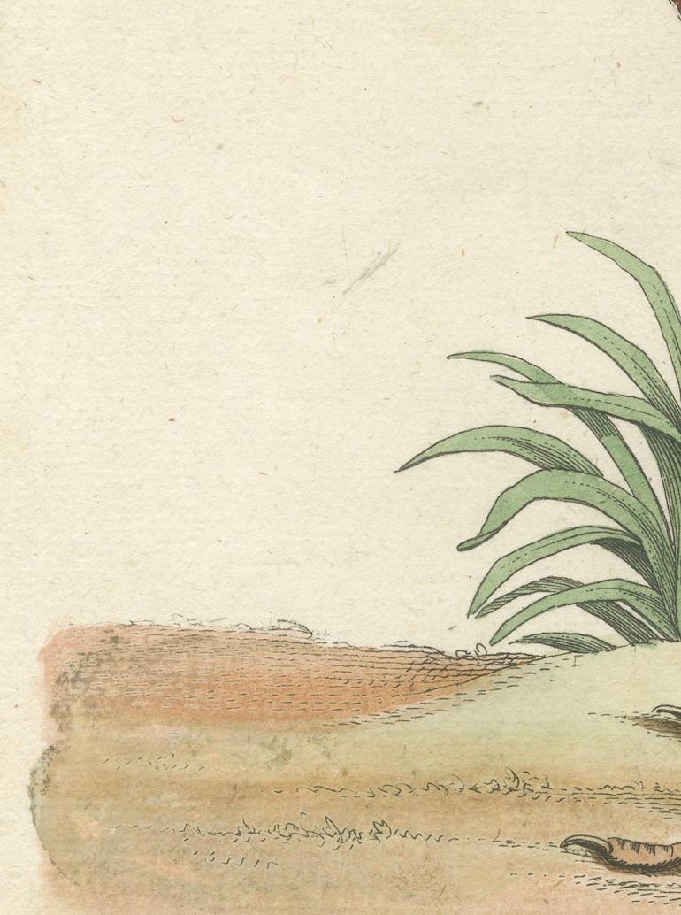 Handkolorierte Gravur des roten Kurlew von Johann Michael Seligmann, ca. 1770 (Graviert) im Angebot