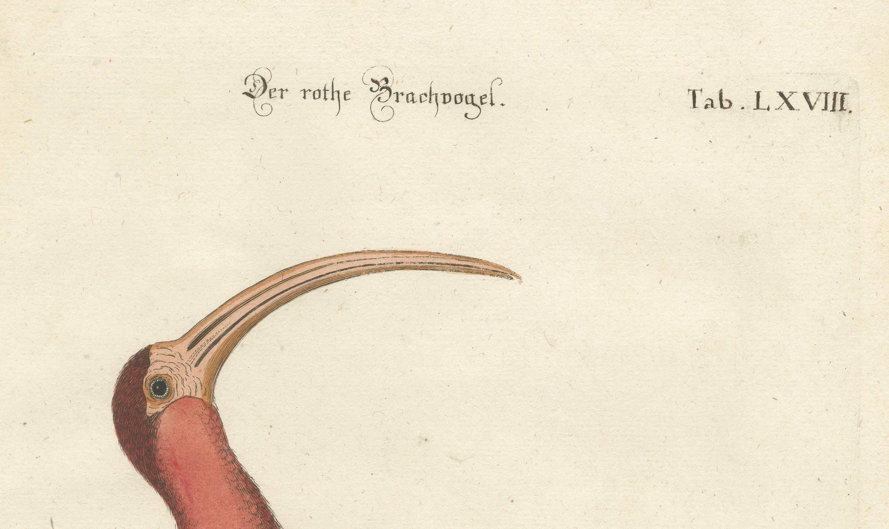 Handkolorierte Gravur des roten Kurlew von Johann Michael Seligmann, ca. 1770 im Zustand „Gut“ im Angebot in Langweer, NL