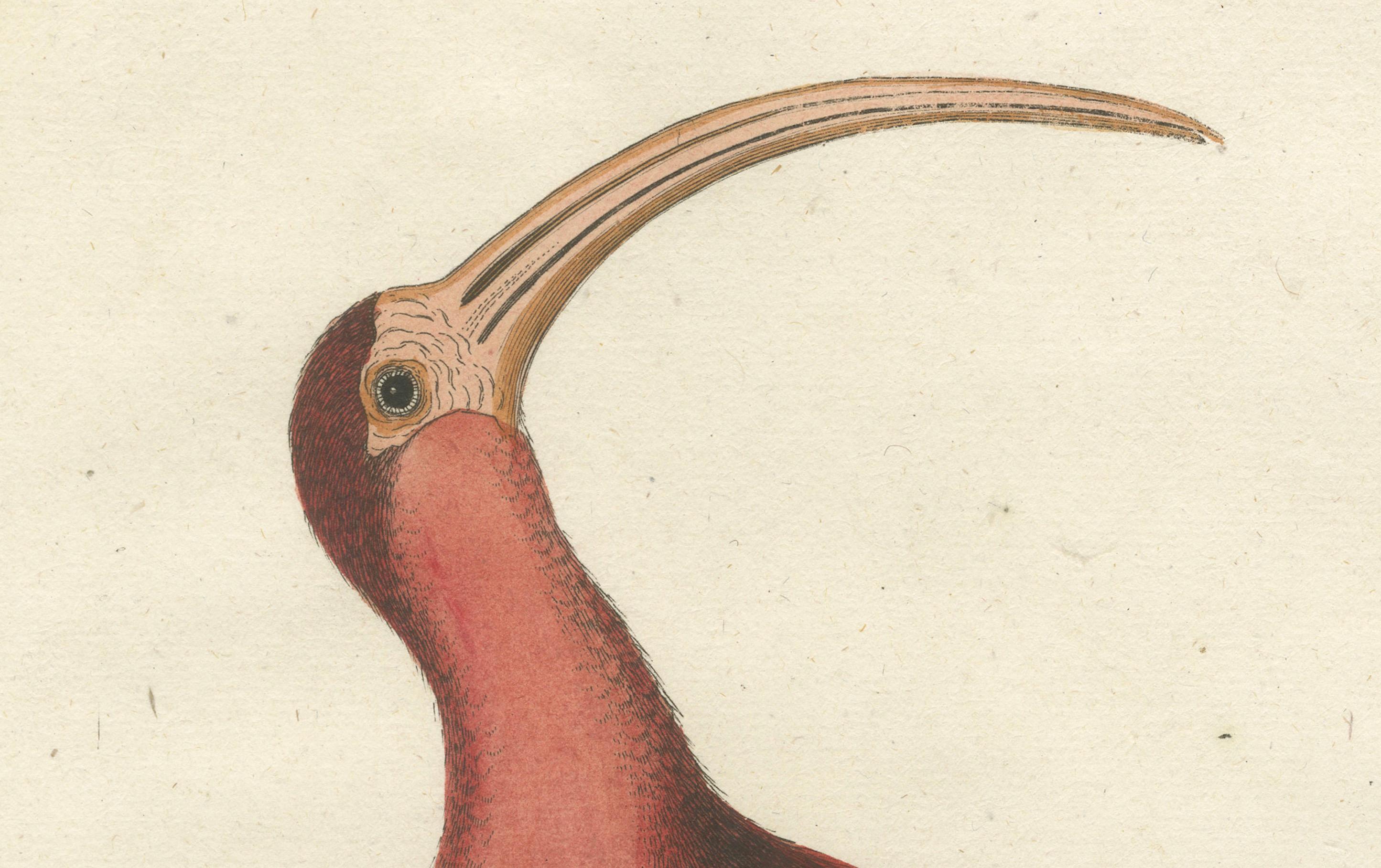Handkolorierte Gravur des roten Kurlew von Johann Michael Seligmann, ca. 1770 (Spätes 18. Jahrhundert) im Angebot
