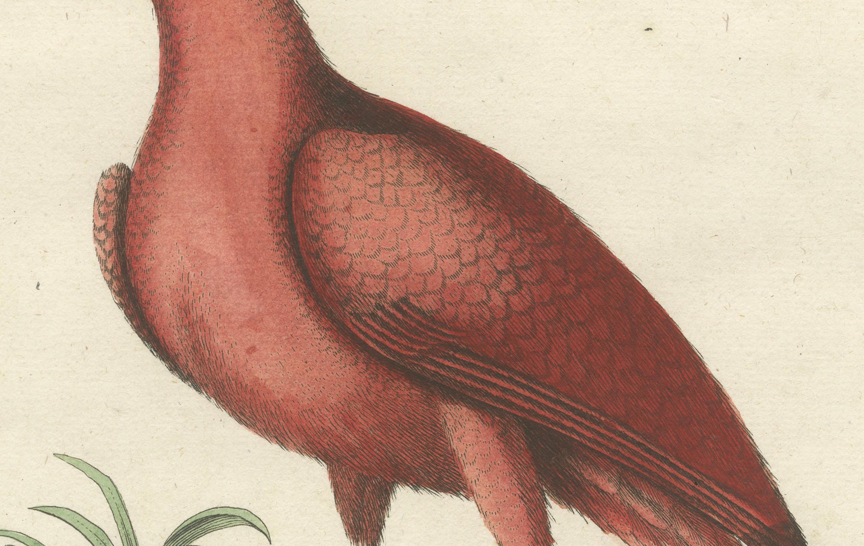 Handkolorierte Gravur des roten Kurlew von Johann Michael Seligmann, ca. 1770 (Papier) im Angebot