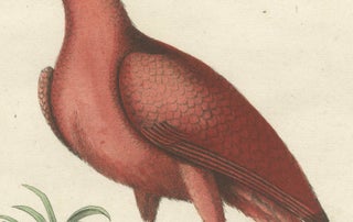 Hand-Colored Engraving of the Red Curlew by Johann Michael Seligmann, ca.1770, view 6