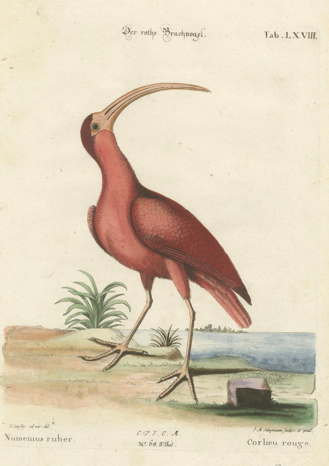 Handkolorierte Gravur des roten Kurlew von Johann Michael Seligmann, ca. 1770 im Angebot 1