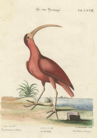 Hand-Colored Engraving of the Red Curlew by Johann Michael Seligmann, ca.1770, view 7