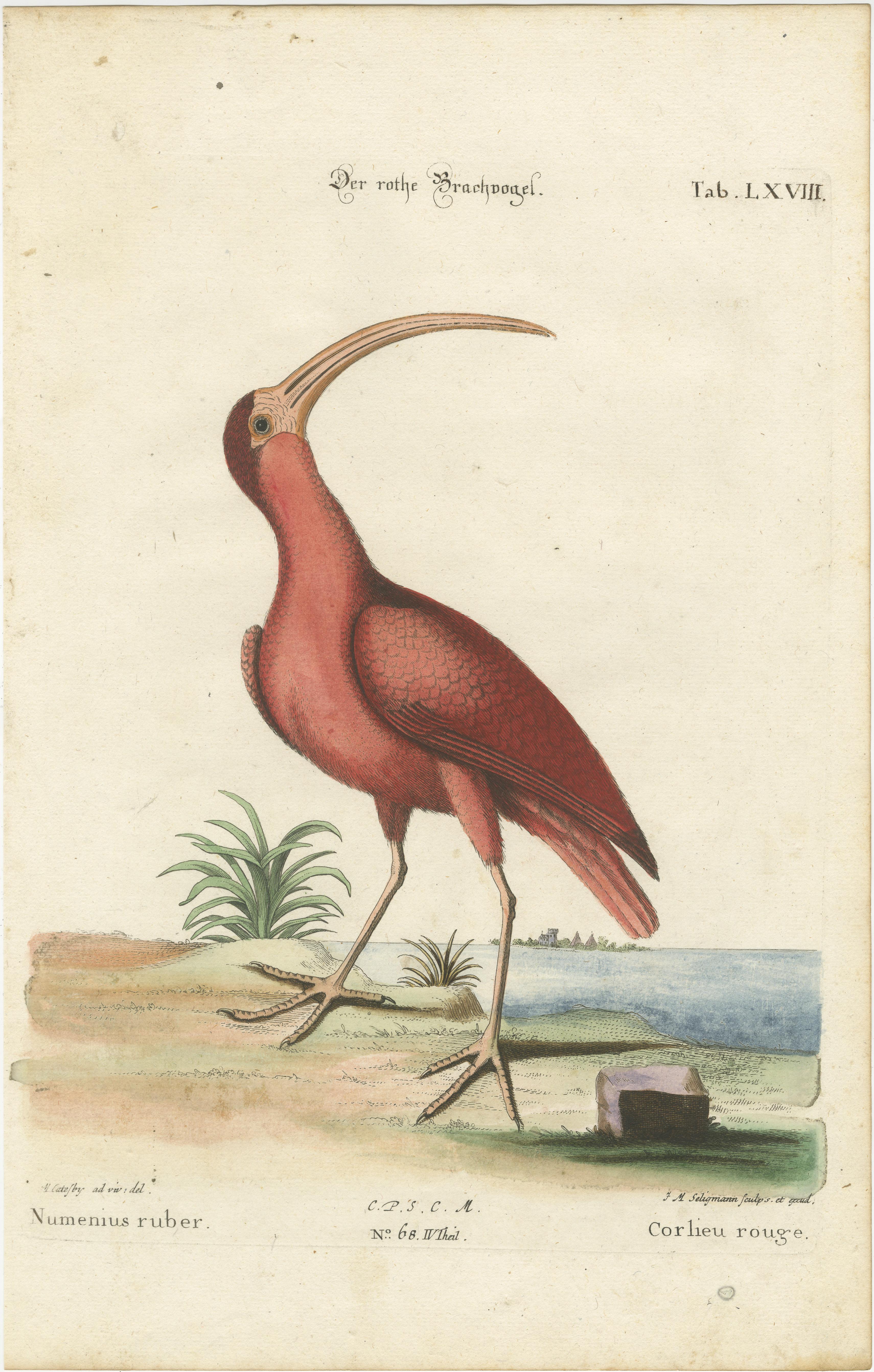 Handkolorierte Gravur des roten Kurlew von Johann Michael Seligmann, ca. 1770 im Angebot 2