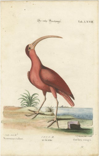 Hand-Colored Engraving of the Red Curlew by Johann Michael Seligmann, ca.1770, view 8