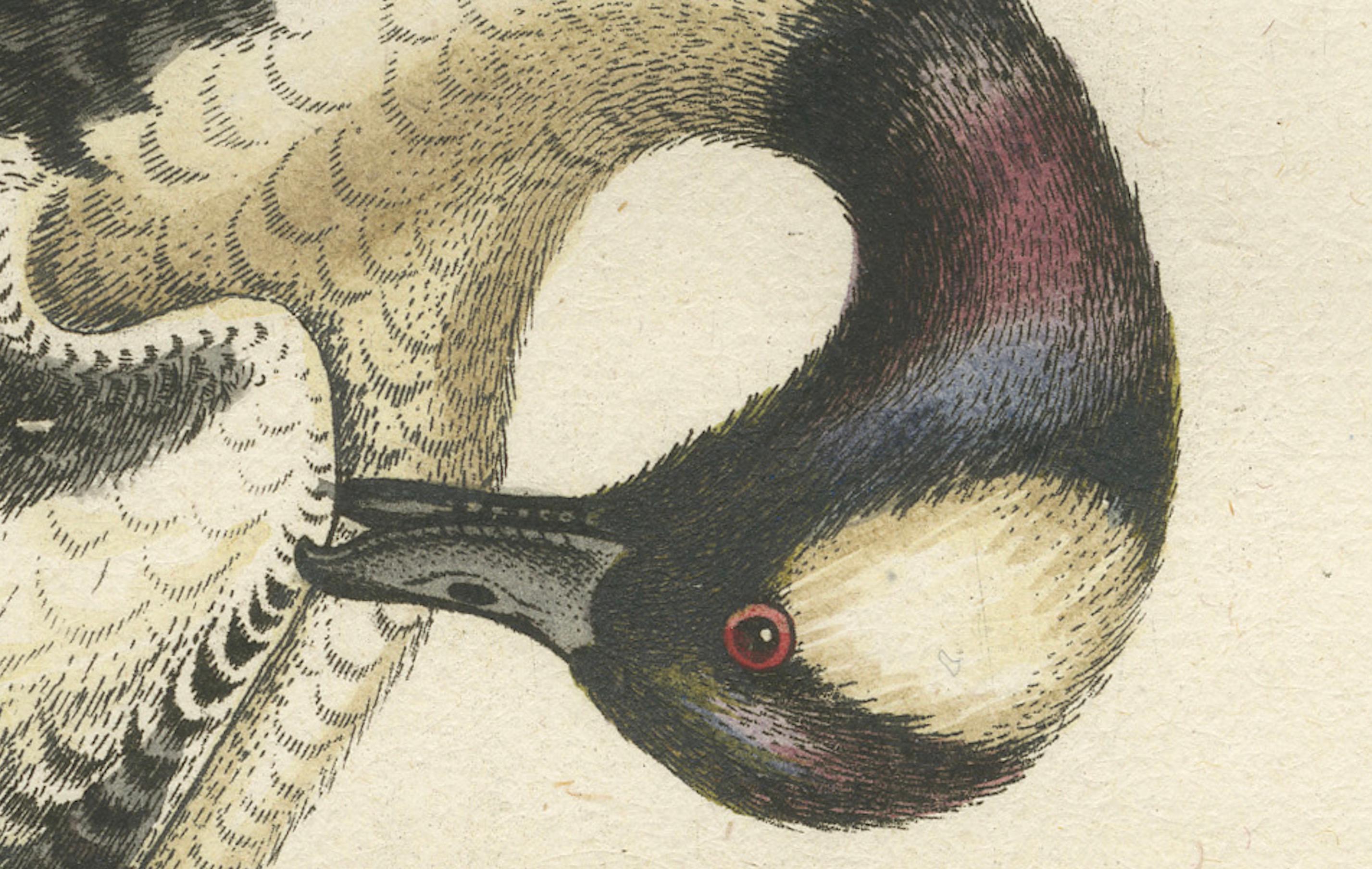 Título: Große weiße und schwarze Ente - Grabado coloreado a mano del gran pato blanco y negro de Johann Michael Seligmann, siglo XVIII  
 
Este exquisito grabado coloreado a mano, *Große weiße und schwarze Ente*, representa un Gran Pato Blanco y