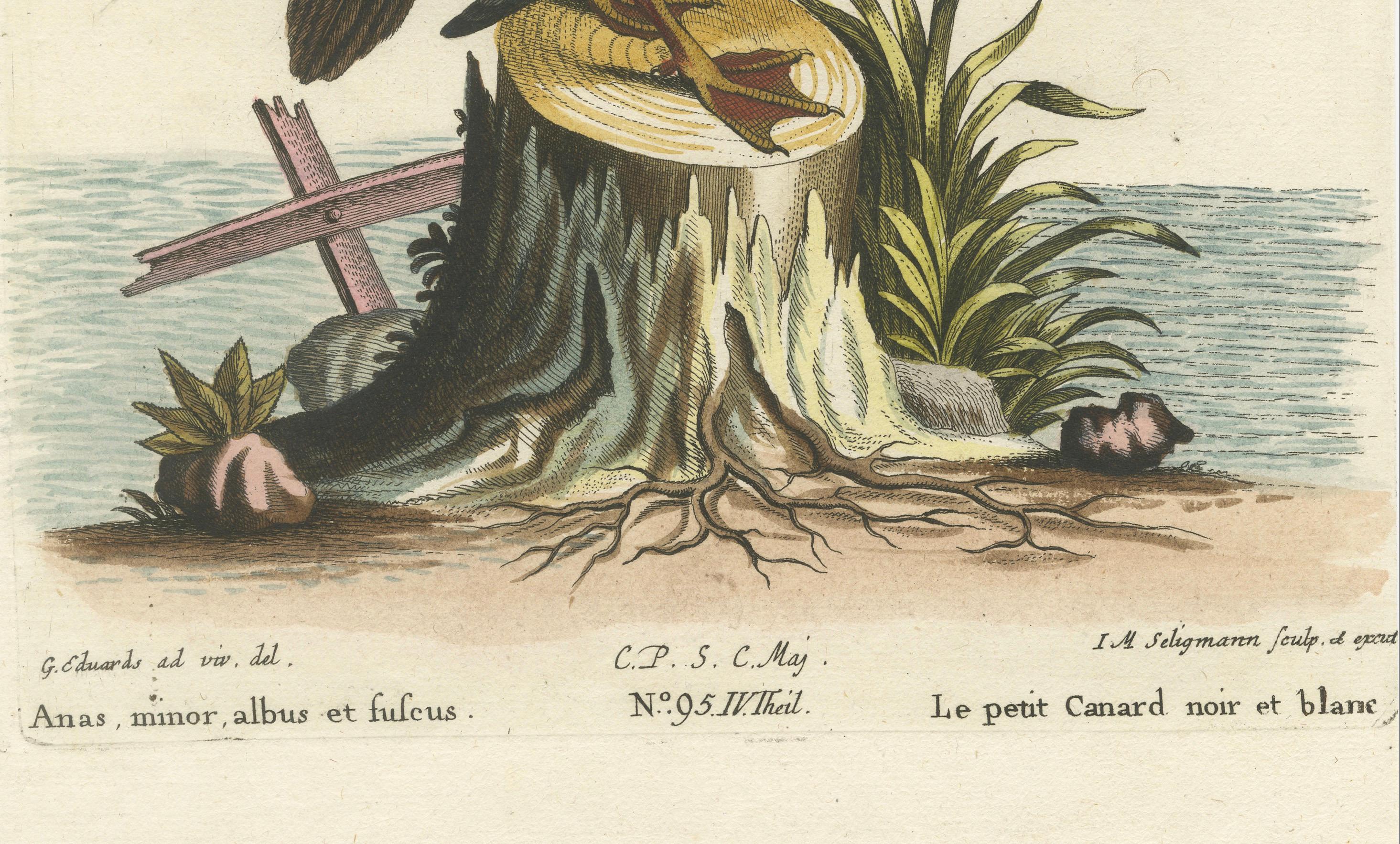 Grabado coloreado a mano del pequeño pato blanco y negro de Seligmann, ca.1770 en Bueno estado para la venta en Langweer, NL