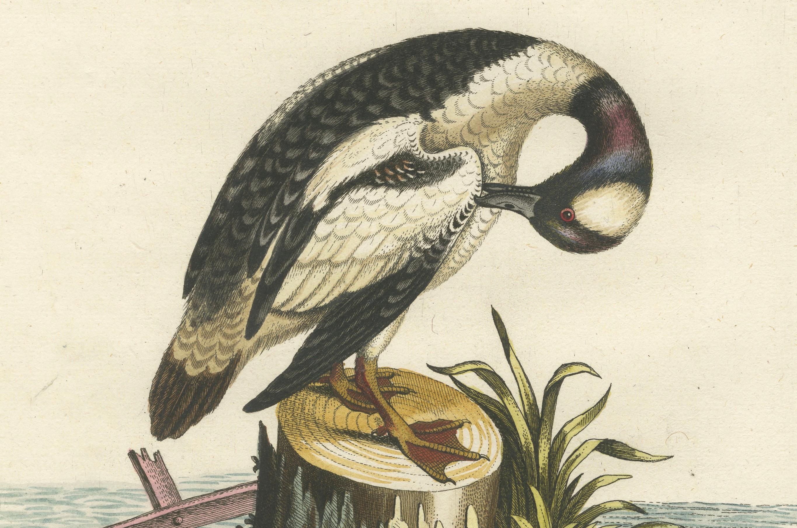 Grabado coloreado a mano del pequeño pato blanco y negro de Seligmann, ca.1770 finales del siglo XVIII en venta