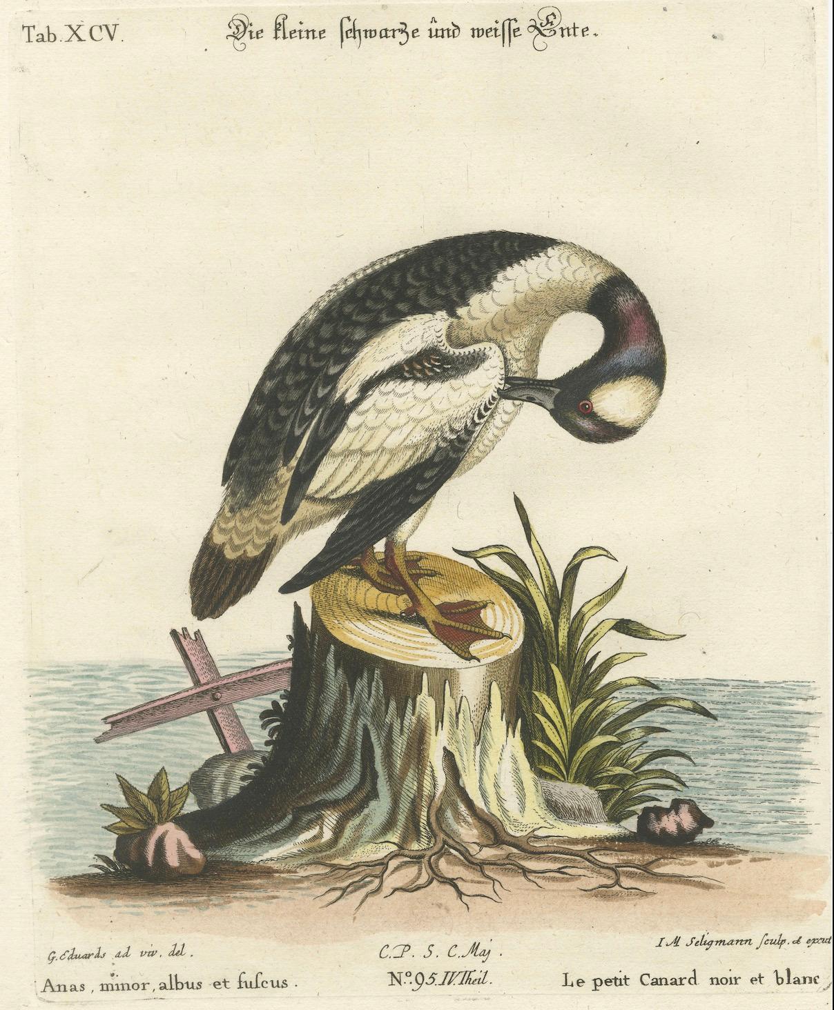 Grabado coloreado a mano del pequeño pato blanco y negro de Seligmann, ca.1770 Papel en venta