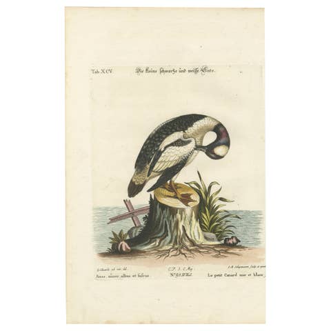 Hand-Colored Engraving of the Small Black and White Duck by Seligmann, ca.1770