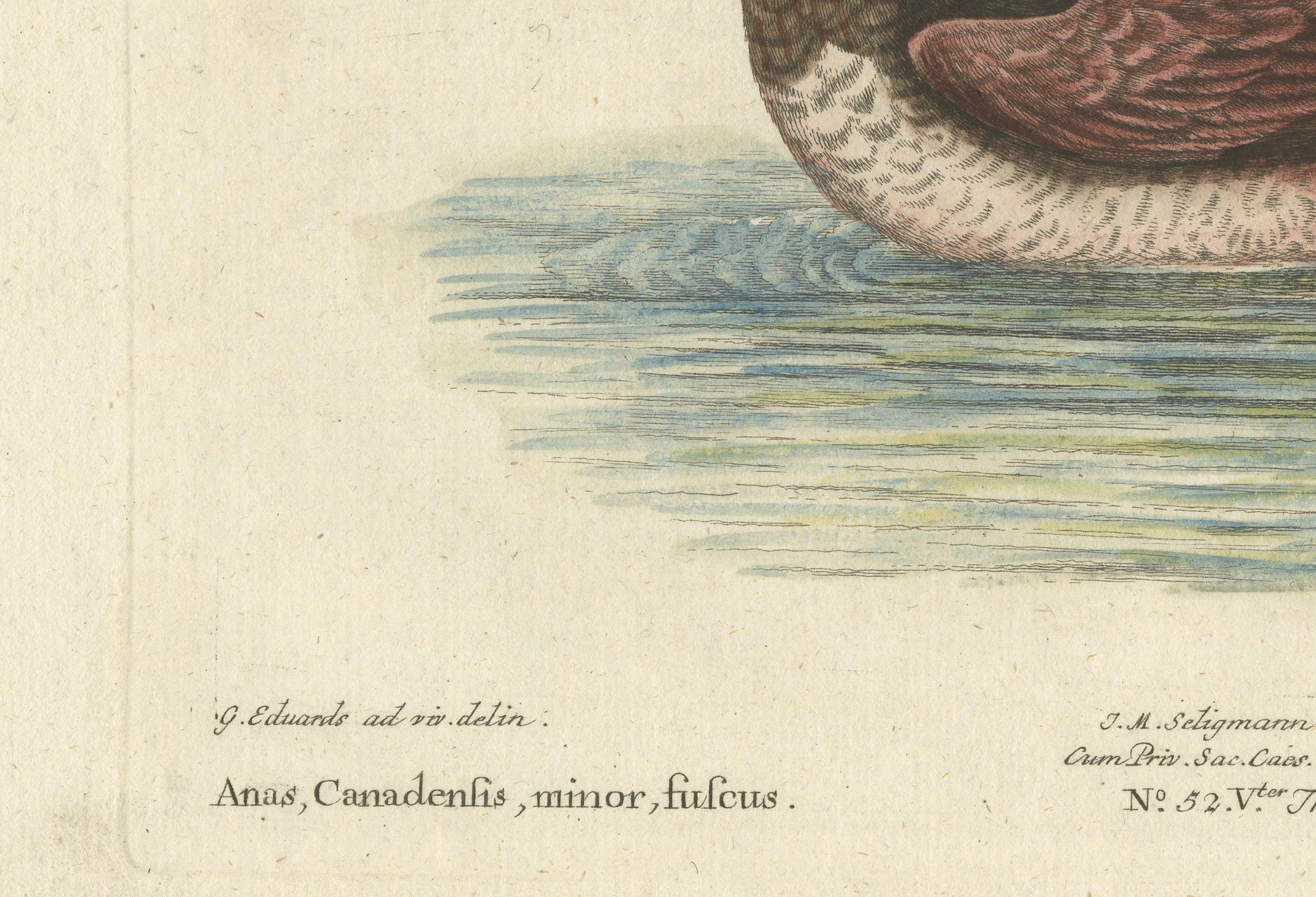 Titel: Die Kleine Braune und Weiße Ente - Handkolorierter Kupferstich von Johann Michael Seligmann, 18.  
 
Dieser elegante handkolorierte Stich mit dem Titel *Die Kleine Braune und Weiße Ente* zeigt die Kleine Braune und Weiße Ente (*Anas