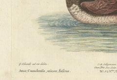 Hand-Colored Engraving of the Small Brown and White Duck by Seligmann, c.1770