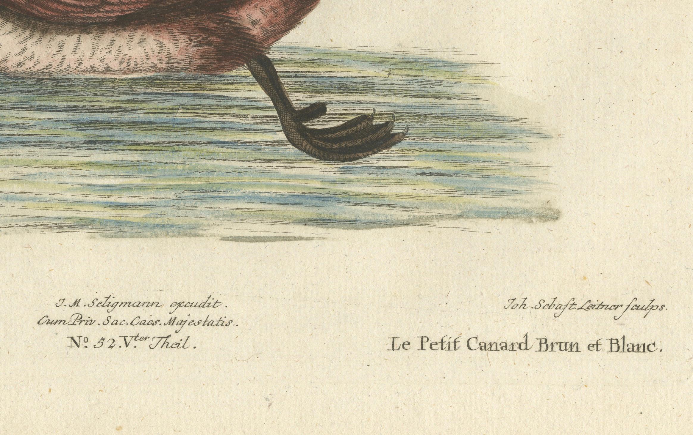 Handkolorierter Kupferstich der kleinen braun-weißen Ente von Seligmann, um 1770 (Graviert) im Angebot