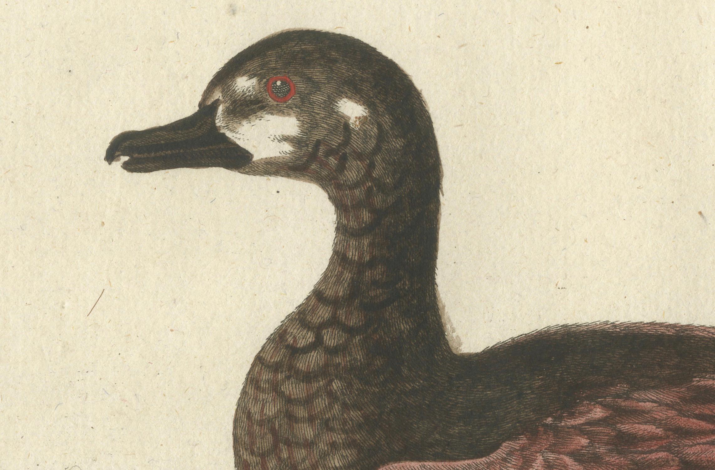 Handkolorierter Kupferstich der kleinen braun-weißen Ente von Seligmann, um 1770 im Zustand „Gut“ im Angebot in Langweer, NL