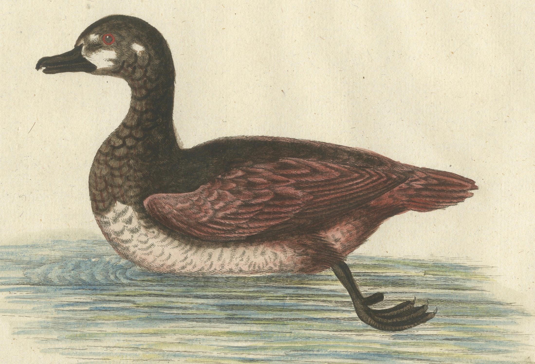 Handkolorierter Kupferstich der kleinen braun-weißen Ente von Seligmann, um 1770 (Spätes 18. Jahrhundert) im Angebot