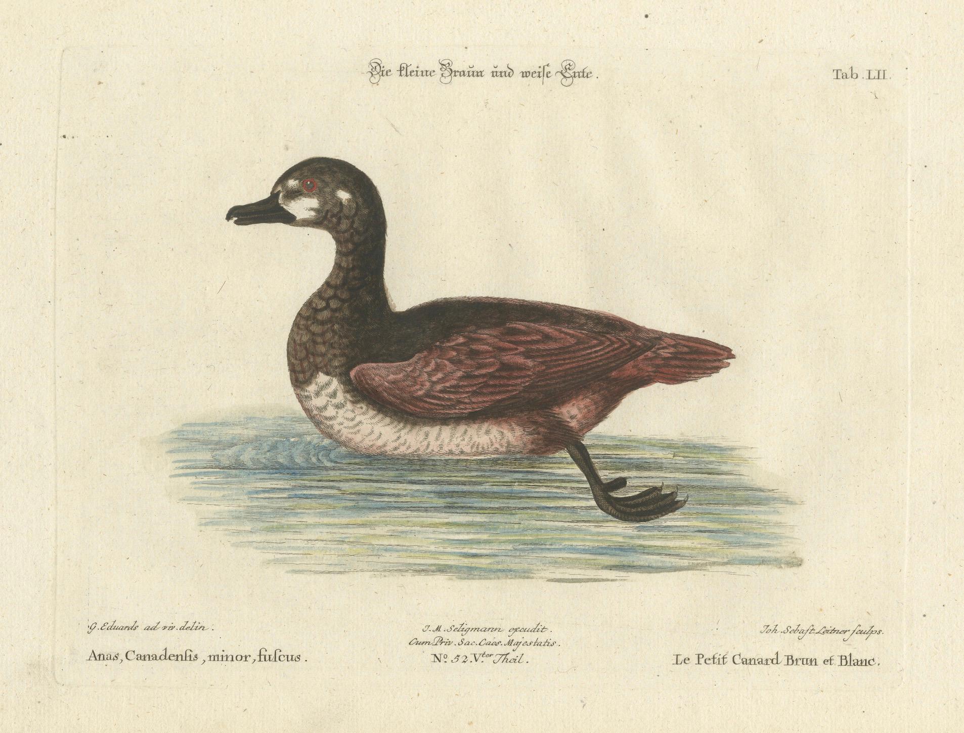 Handkolorierter Kupferstich der kleinen braun-weißen Ente von Seligmann, um 1770 (Papier) im Angebot