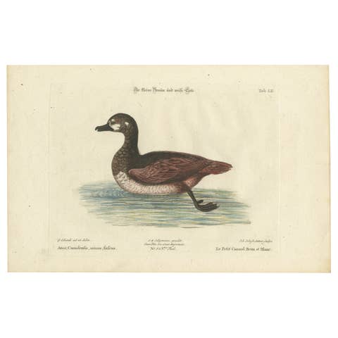 Hand-Colored Engraving of the Small Brown and White Duck by Seligmann, c.1770