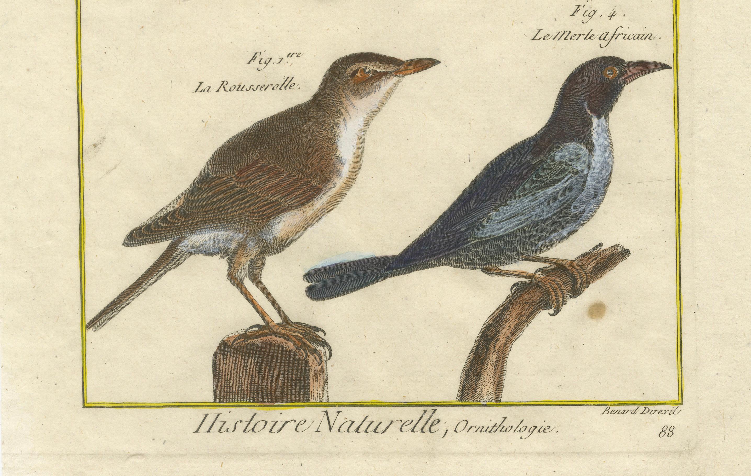 This hand-colored copperplate engraving by Robert Benard, part of the *Histoire Naturelle* from the *Encyclopédie Méthodique* (circa 1790), features four species of birds, all represented with great attention to detail in both form and color. The