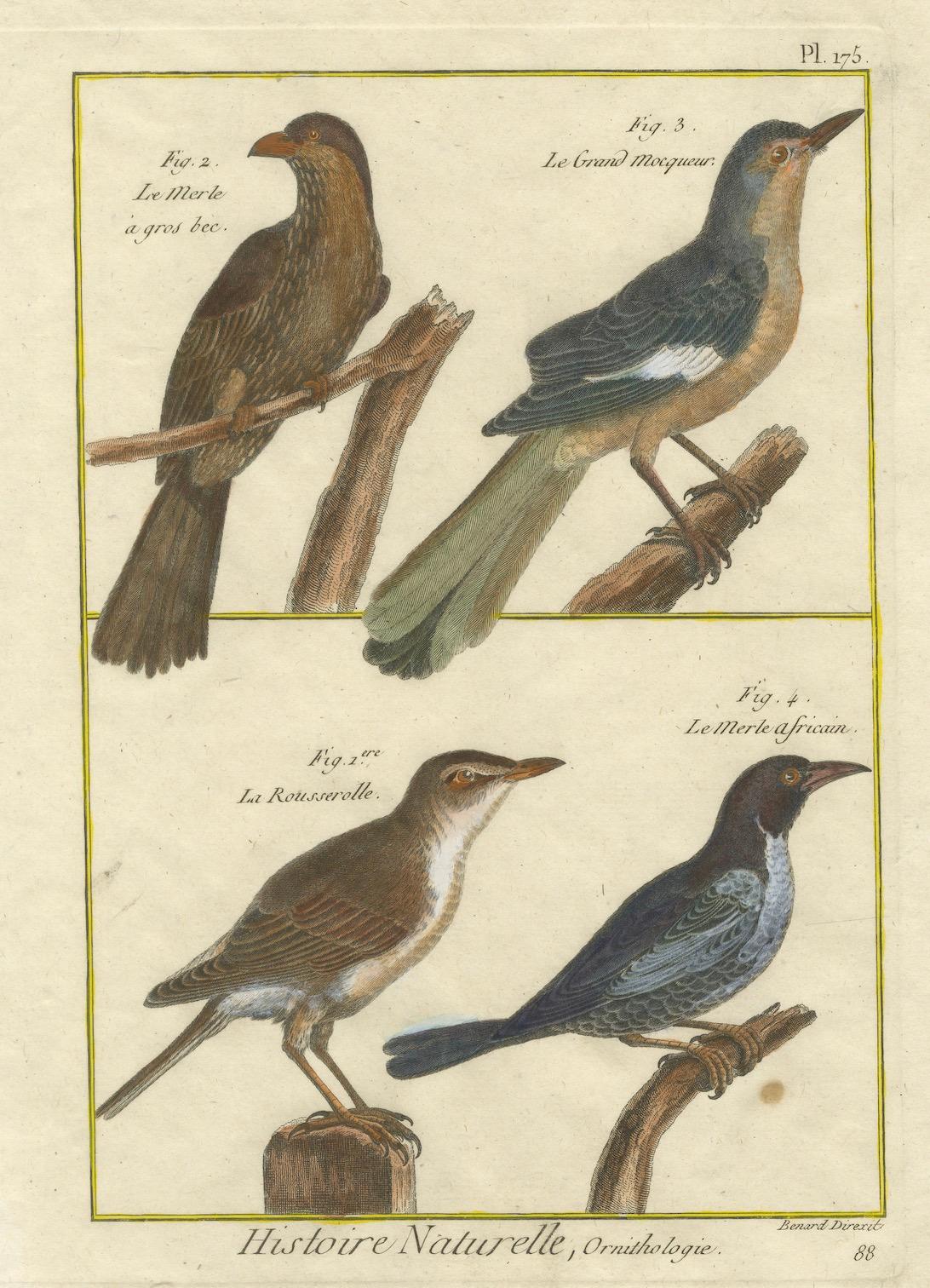 Hand-Colored Engraving of Warblers and Blackbirds from Histoire Naturelle, 1790 In Good Condition For Sale In Langweer, NL