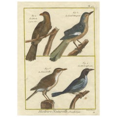 Hand-Colored Engraving of Warblers and Blackbirds from Histoire Naturelle, 1790