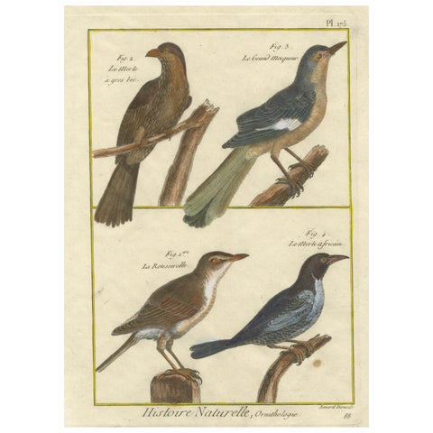 Hand-Colored Engraving of Warblers and Blackbirds from Histoire Naturelle, 1790