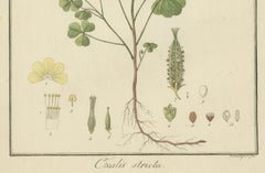 Grabado coloreado a mano de acedera de madera amarilla, Oxalis stricta, por Guimpel, 1819