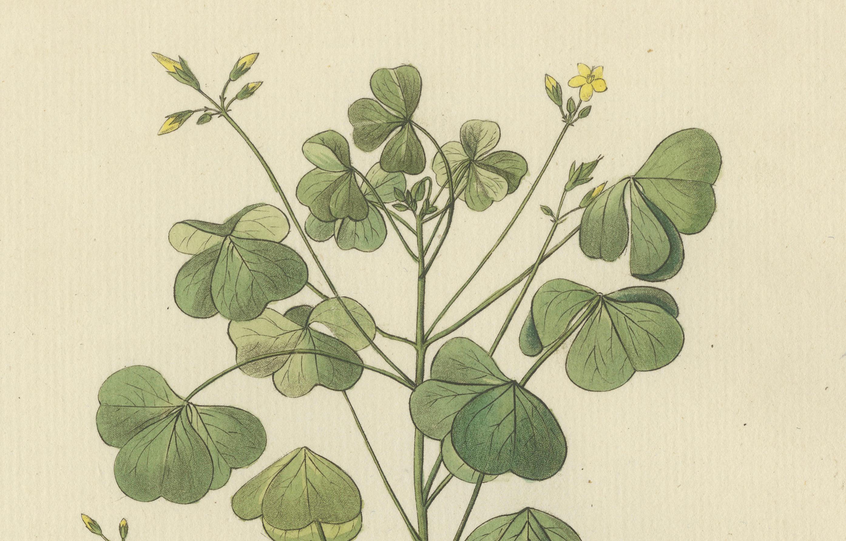 Handkolorierte Gravur eines gelben Holzsorrels, Oxalis stricta, von Guimpel, 1819 (Graviert) im Angebot