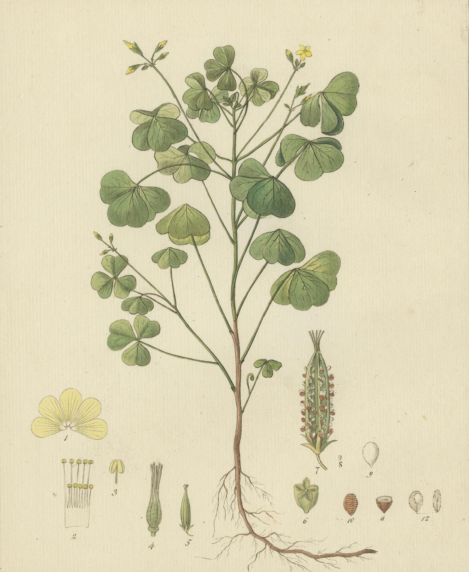 Handkolorierte Gravur eines gelben Holzsorrels, Oxalis stricta, von Guimpel, 1819 im Zustand „Hervorragend“ im Angebot in Langweer, NL