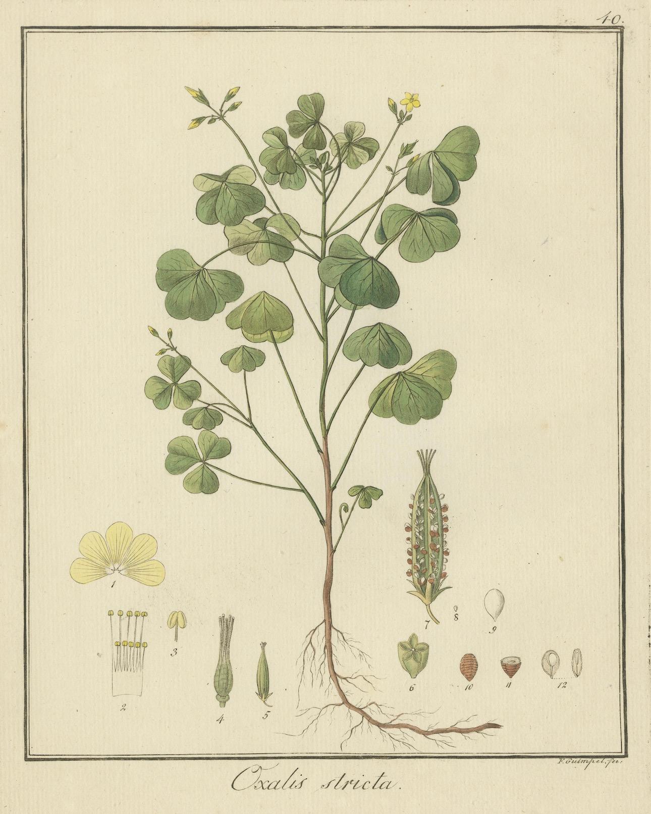 Handkolorierte Gravur eines gelben Holzsorrels, Oxalis stricta, von Guimpel, 1819 (Frühes 19. Jahrhundert) im Angebot
