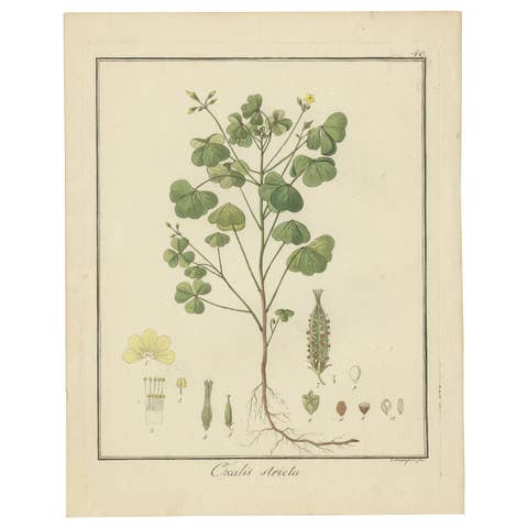 Hand-Colored Engraving of Yellow Wood Sorrel, Oxalis stricta, by Guimpel, 1819