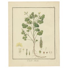 Grabado coloreado a mano de acedera de madera amarilla, Oxalis stricta, por Guimpel, 1819