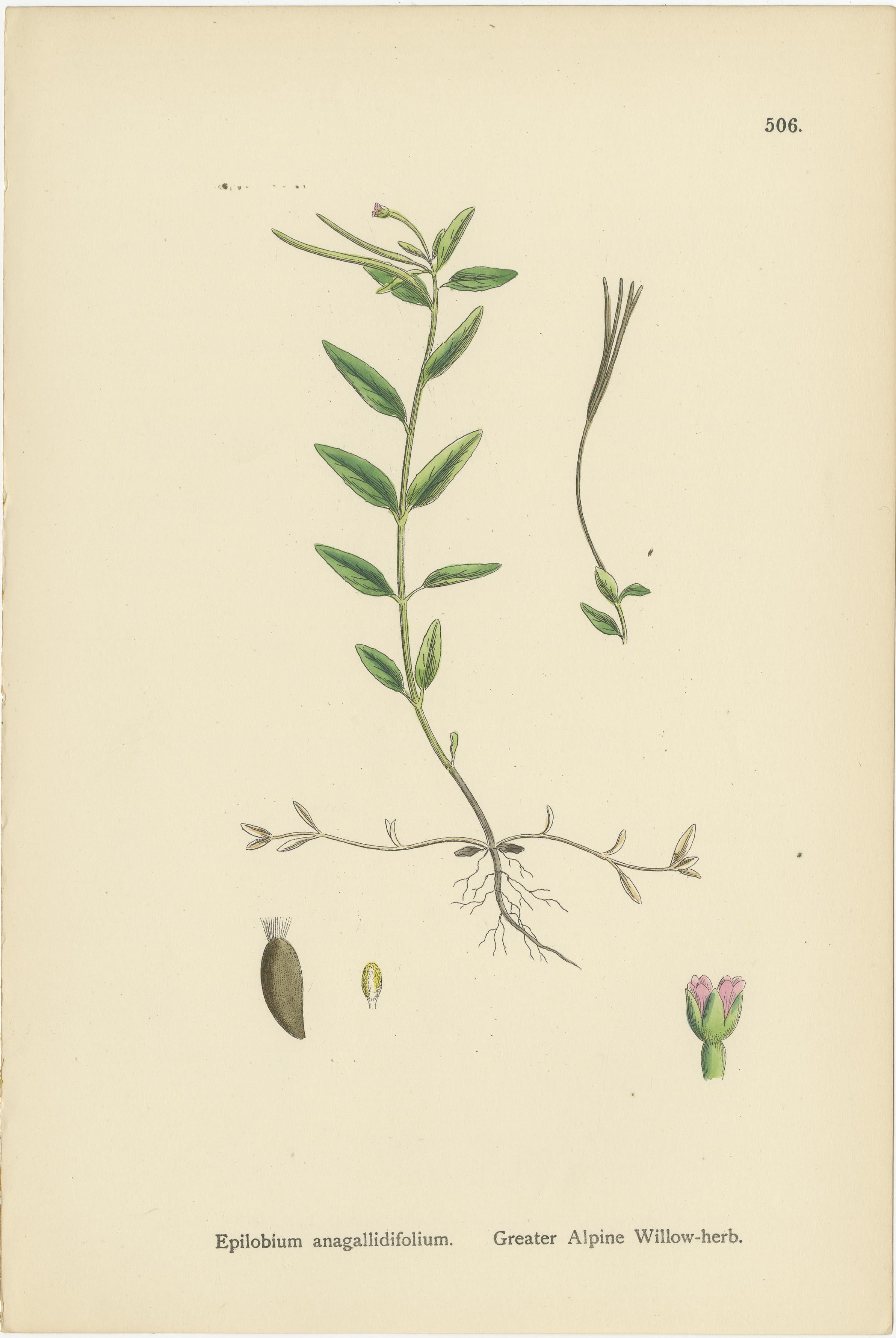 Titel: Handkolorierte botanische Stiche von Alpenweidenkräutern und Nachtkerzen, 1902

Beschreibung:
Dieser raffinierte Satz von drei handkolorierten botanischen Stichen aus dem Jahr 1902 zeigt eine anmutige Studie der Berg- und Wiesenflora. Die
