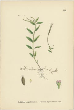 Hand-Colored Engravings of Alpine Willow-Herbs and Evening Primrose, 1902