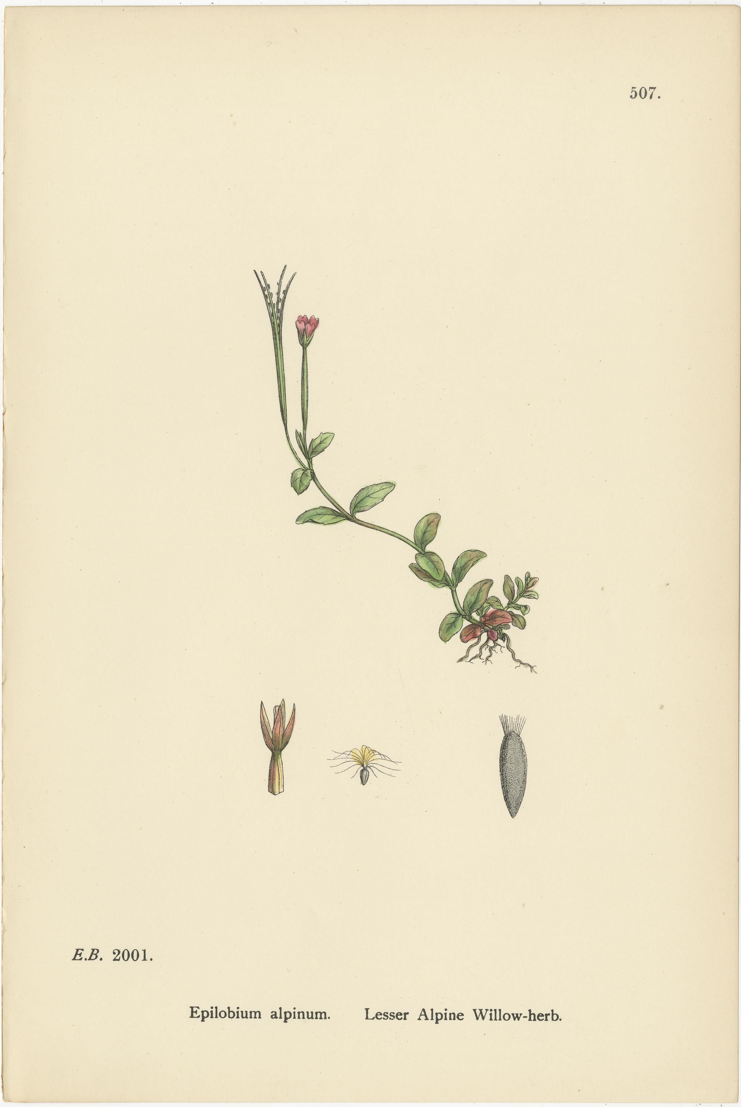 Handkolorierte Stiche von alpinen Weidenkräutern und Nachtkerzen, 1902 (Britisch) im Angebot