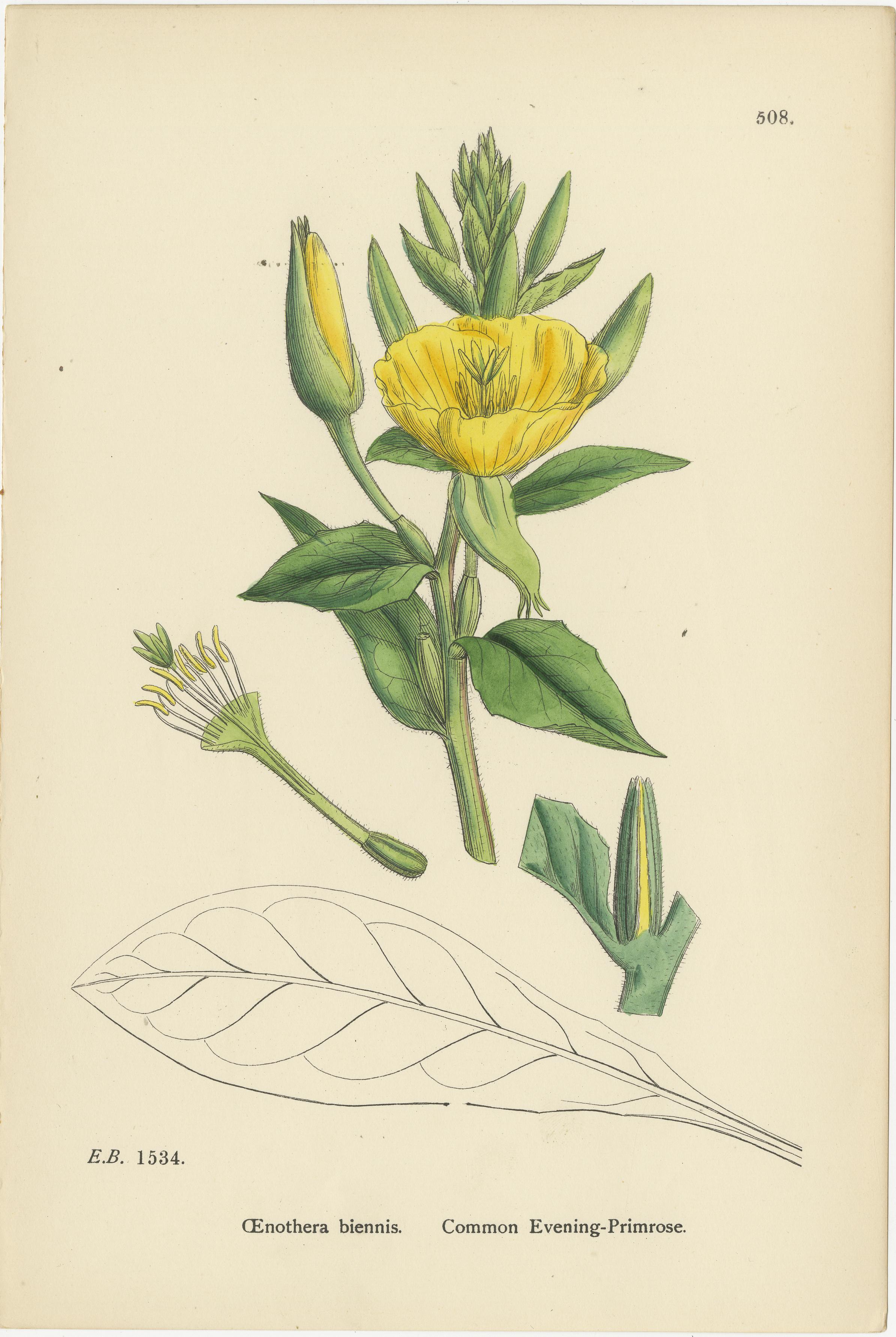 Handkolorierte Stiche von alpinen Weidenkräutern und Nachtkerzen, 1902 im Zustand „Gut“ im Angebot in Langweer, NL