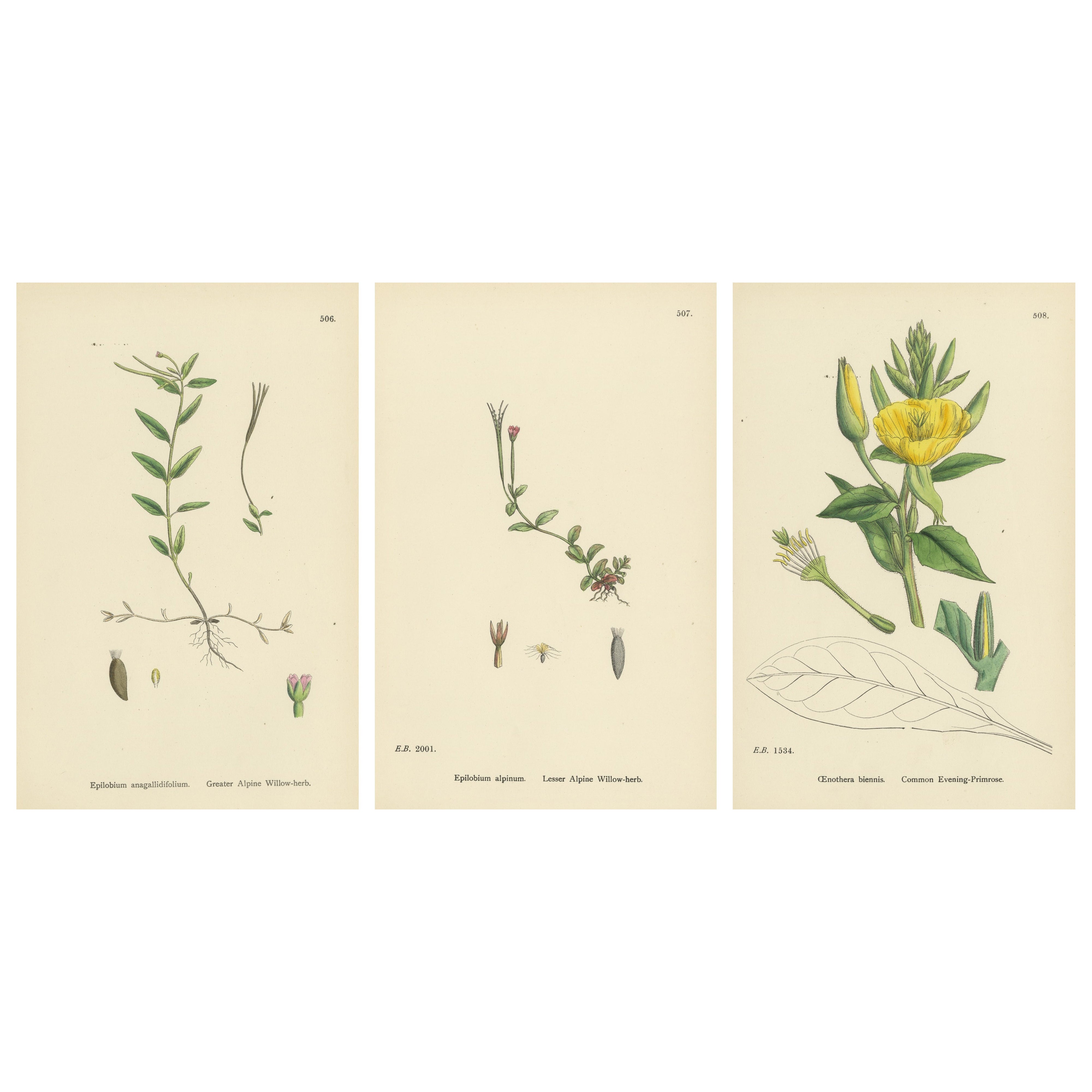 Handkolorierte Stiche von alpinen Weidenkräutern und Nachtkerzen, 1902