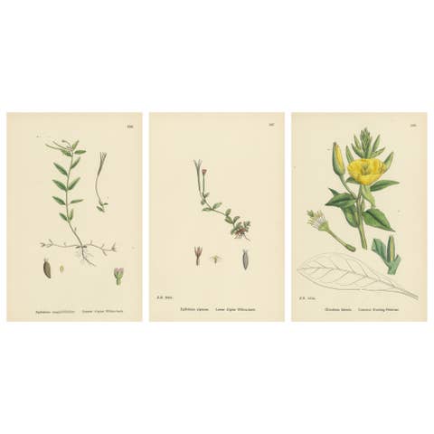 Hand-Colored Engravings of Alpine Willow-Herbs and Evening Primrose, 1902