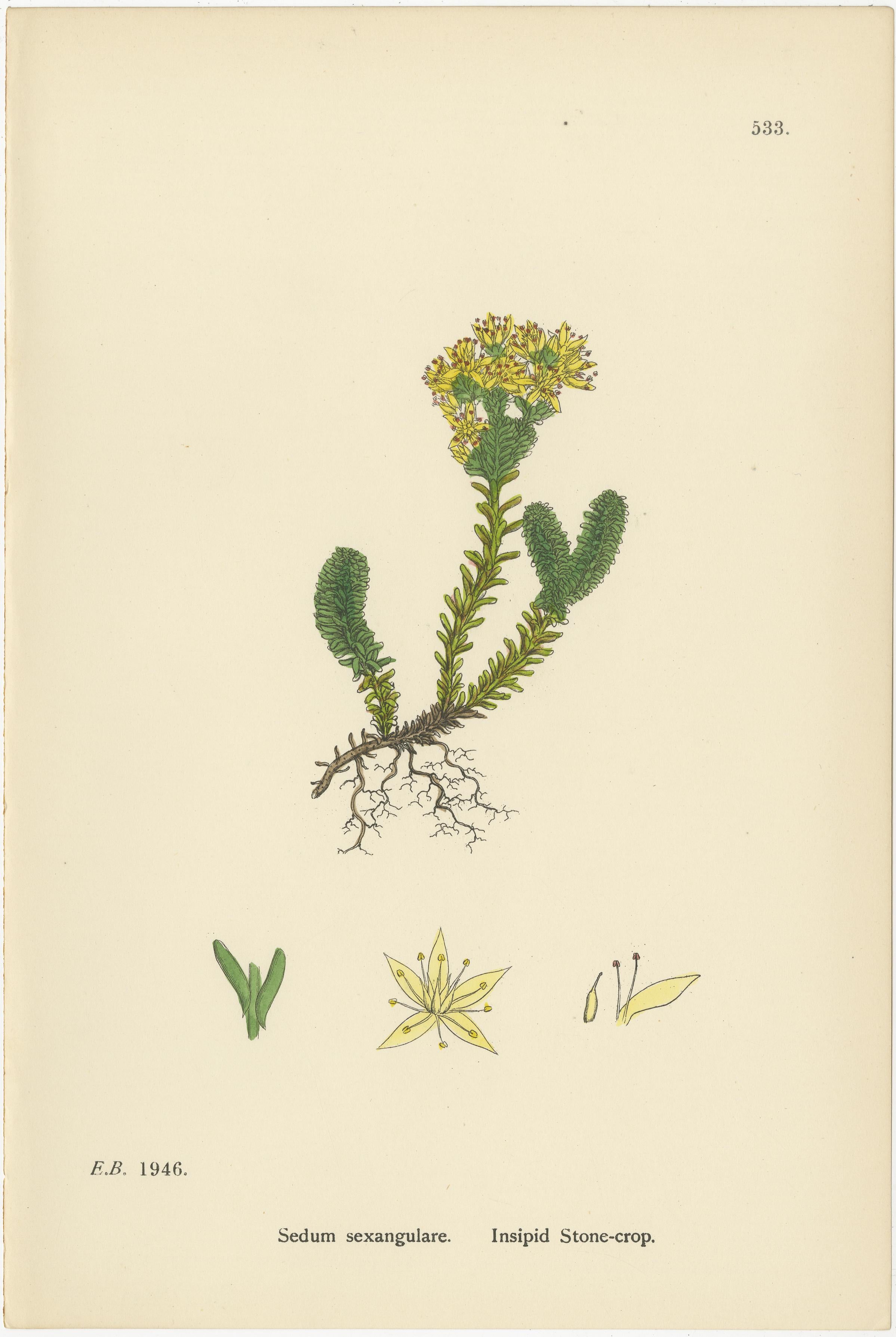Hand-Colored Engravings of Insipid, Yellow, and Glaucous Stone-Crops, 1902