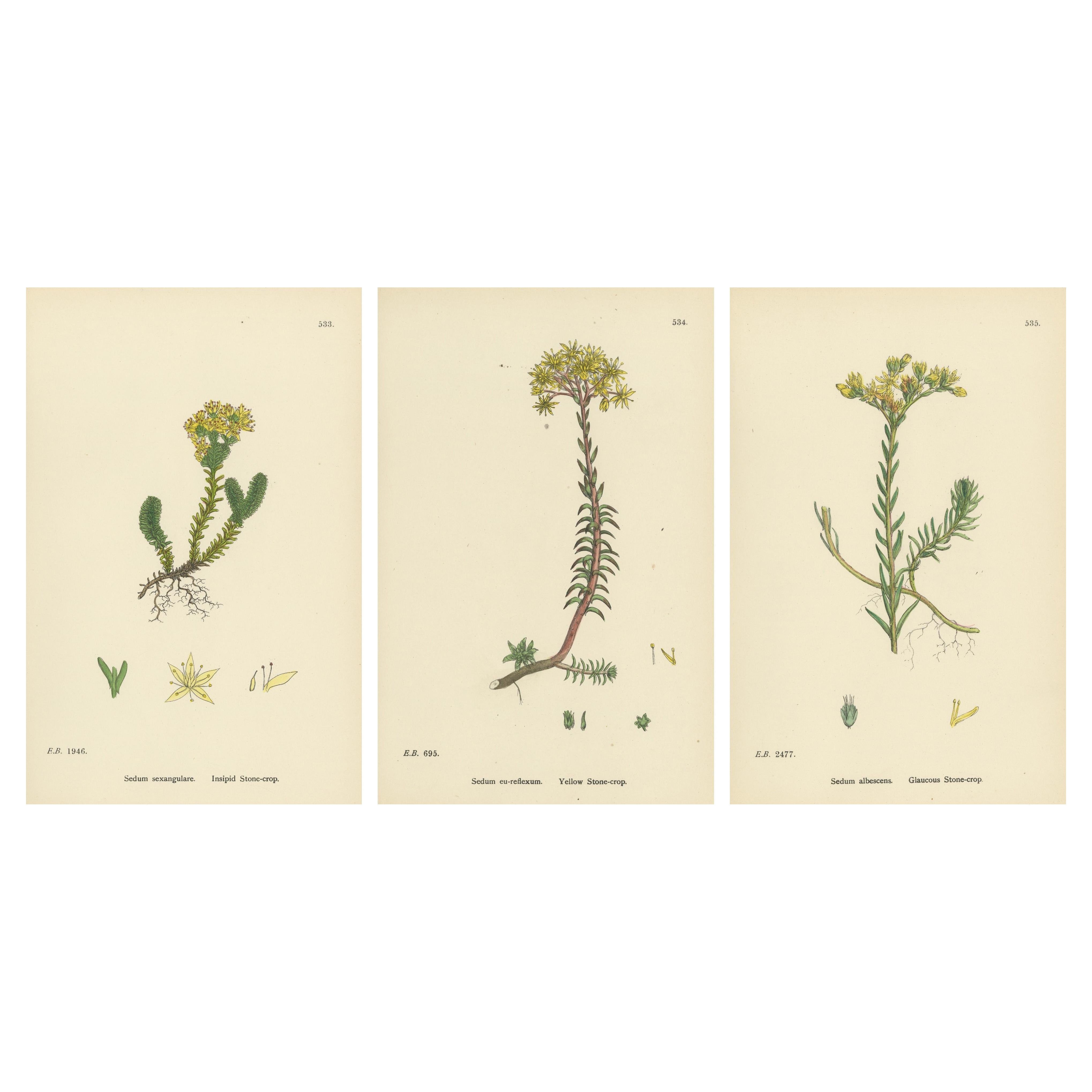 Handkolorierte Stiche von faden, gelben und glaukösen Steinkörnern, 1902 im Angebot