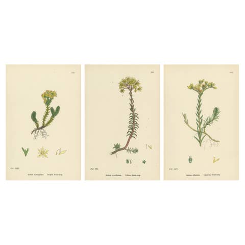 Hand-Colored Engravings of Insipid, Yellow, and Glaucous Stone-Crops, 1902