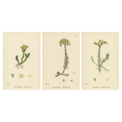 Gravures coloriées à la main de cultures de pierres insipides, jaunes et glauques, 1902