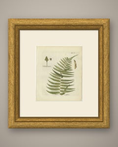 Hand-Colored Fern Engraving by Schkuhr, Asplenium angustifolium, 1806-1809