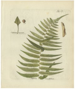 Hand-Colored Fern Engraving by Schkuhr, Asplenium angustifolium, 1806-1809