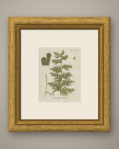 Hand-Colored Fern Engraving by Schkuhr, Hymenophyllum dilatatum, 1806-1809