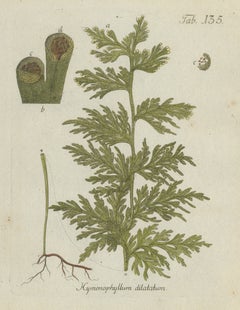 Hand-Colored Fern Engraving by Schkuhr, Hymenophyllum dilatatum, 1806-1809
