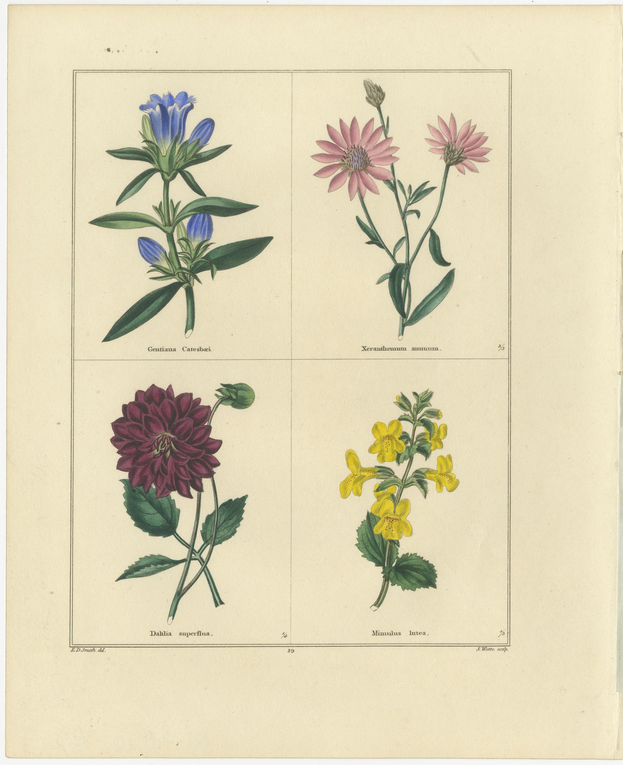 Handkolorierte Blumenstiche, ein Paar botanische Drucke von 1828, London (Britisch) im Angebot