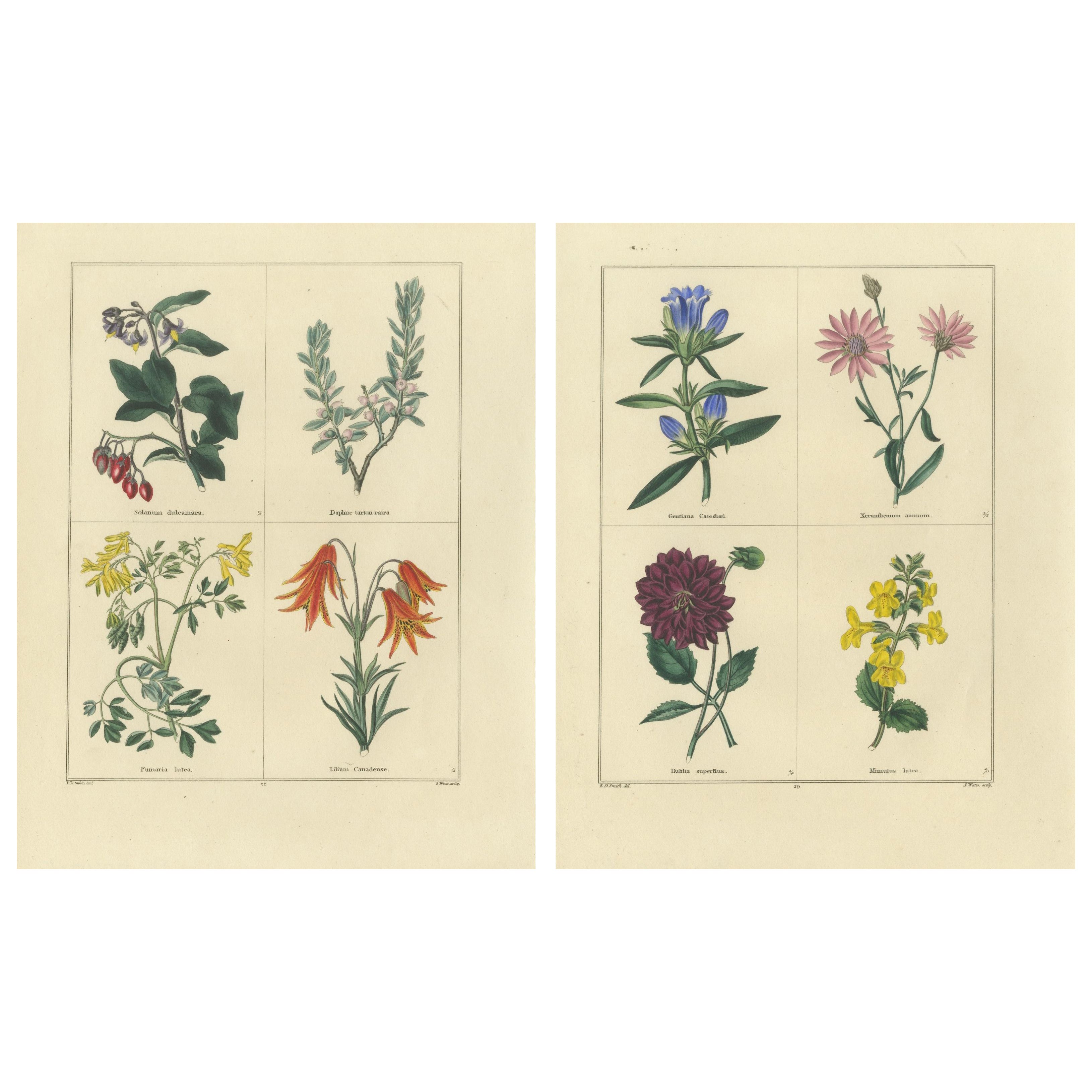 Gravures florales coloriées à la main, paire d
estampes botaniques de 1828, Londres