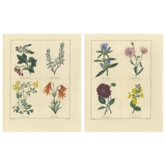 Antique Hand-Colored Floral Engravings, Pair of 1828 Botanical Prints, London