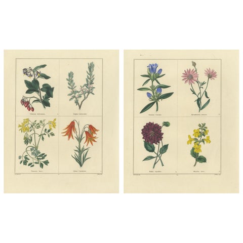 Hand-Colored Floral Engravings, Pair of 1828 Botanical Prints, London