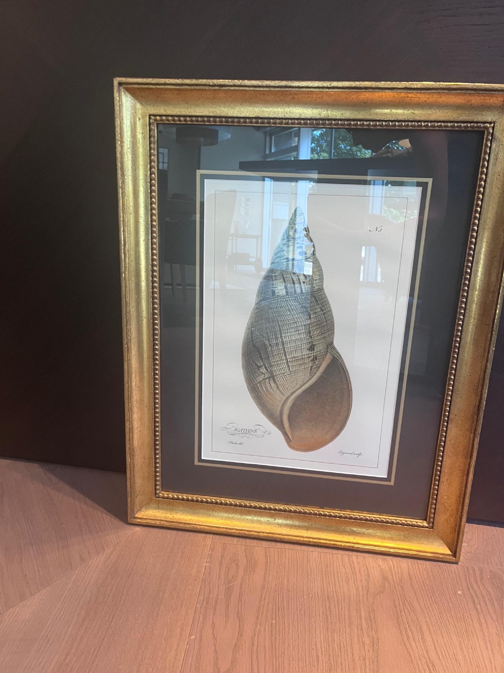 Handkolorierter italienischer Muscheldruck 